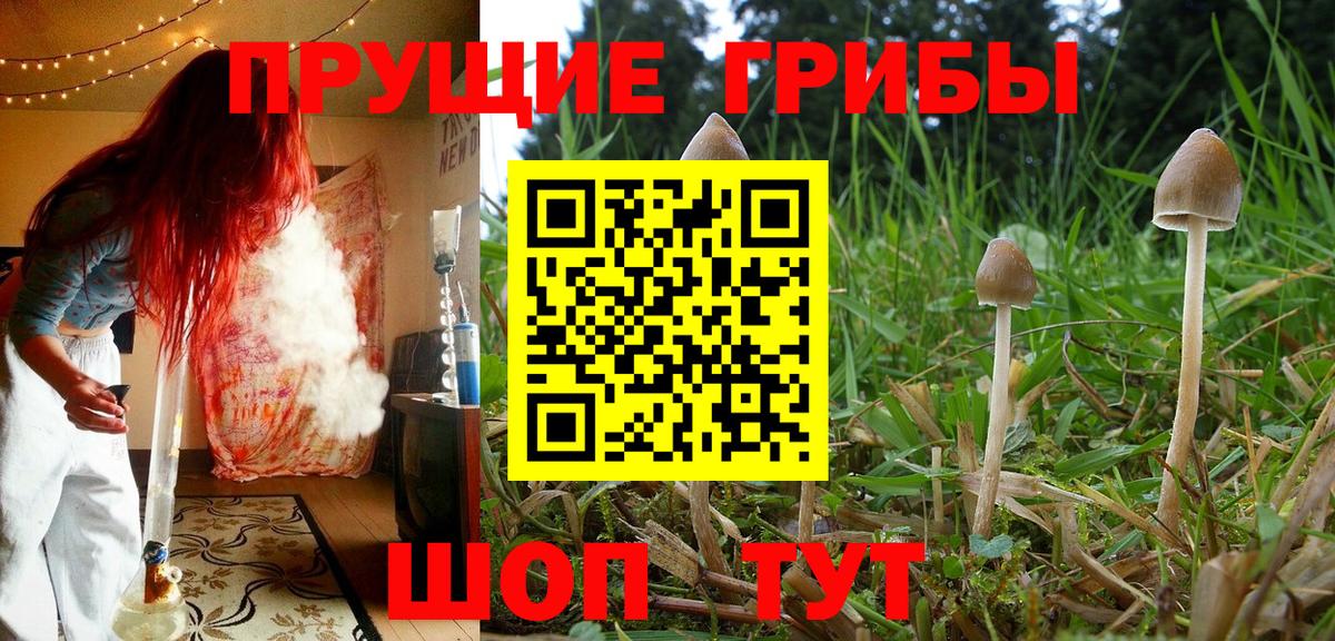 Павлово  Псилоцибиновые грибы Magic Shrooms  Вход с VPN  Псилоцибиновые грибы мицелий 